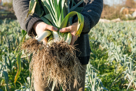 Hands holding a bundle of uprooted leeks in a farm on a bright sunny dayの写真素材