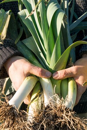 Hands holding a bundle of fresh leeks pulled from farmの写真素材