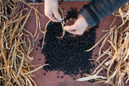 Hands prying a black bean pod with black beans and pods in the backgroundの写真素材