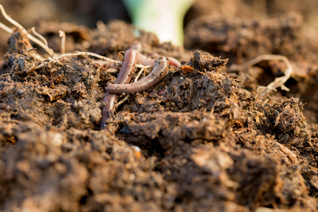 A pair of earthworms on compostの写真素材