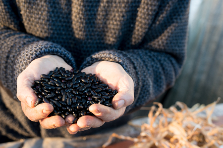 Heap of black beans in cupped hands with dry pods in the backgroundの写真素材