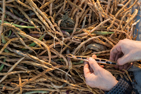 Hands opening a black bean pod with dry bean pods in the backgroundの写真素材