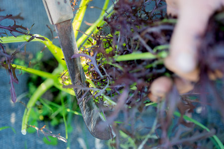 Closeup of fresh purple herbs being trimmed for harvestの写真素材