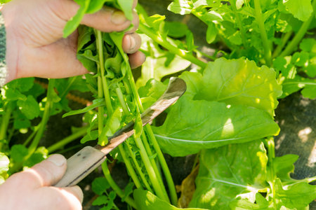 Green leafy vegetables trimmed for harvesting