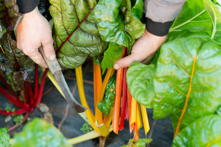 Trimming red swiss chard stems from a plant for harvestの写真素材