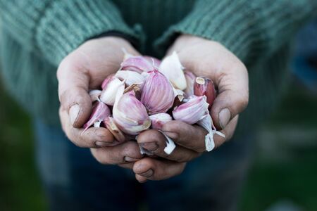 Fresh purple skinned garlic cloves in cupped handsの写真素材