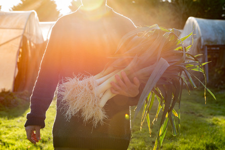 Farmer carrying a big bundle of leeks with cleaned roots with lens flareの写真素材