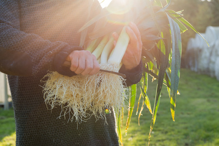 Man cutting roots of leeks using a knife lens flareの写真素材