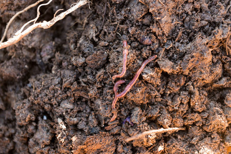 Overhead shot of earthworms on ground