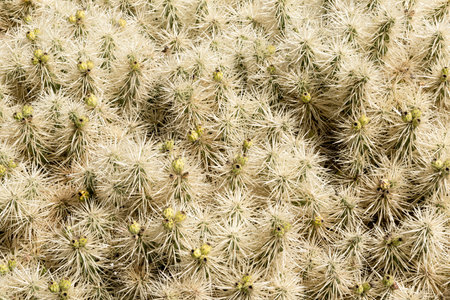 Macro shot of cactus thorns for backgrounds