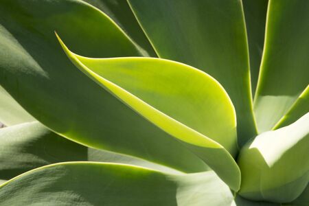 Macro shot of succulent plant leaves under bright sunlightの写真素材