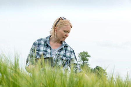 Woman clutching a tablet computer looking down on a wheat field with white sky in the backgroundの写真素材