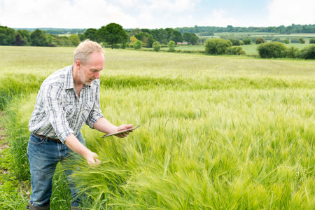 Farmer looks on his tablet's screen while holding a wheat plant in a large field