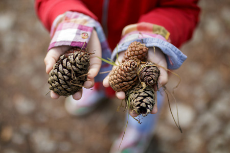 Child holding a bunch of fresh pine cones outdoorsの写真素材