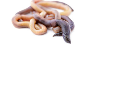 Pile of live earthworms on a white background with copy space