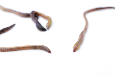 Close up of earthworms on a white backgroundの写真素材