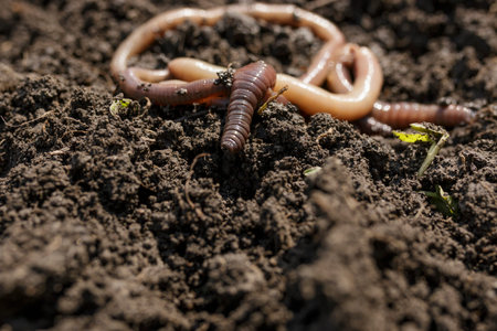 Macro shot of slimy earthworms on dirt
