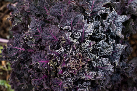Close up shot of purple leaves of a kale plantの写真素材