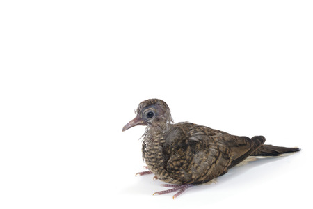 Baby dove bird with copy space backgroundの写真素材
