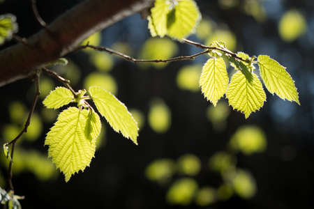 Beech leaves in spring sunlightの写真素材