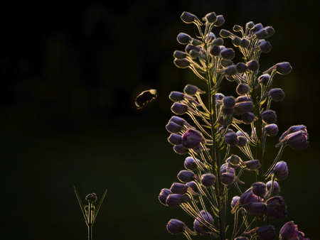 Bee at larkspur in backlightの写真素材
