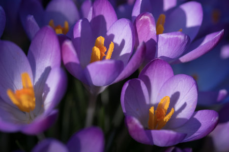 crocus flowers in the sunny garden