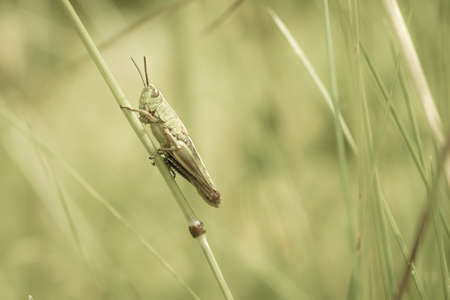 Close-up of grasshopper at blade of grassの写真素材