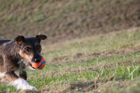 Happy dog ??playing in the green field