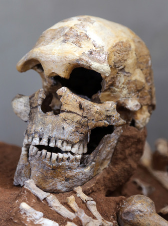 An ancient human skull, shot in an archeological museum.の写真素材