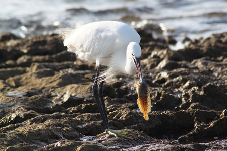 A white heron bird is walking on a rocky beach, holding in its mouth a small fish. The heron is about to eat the fish.の写真素材