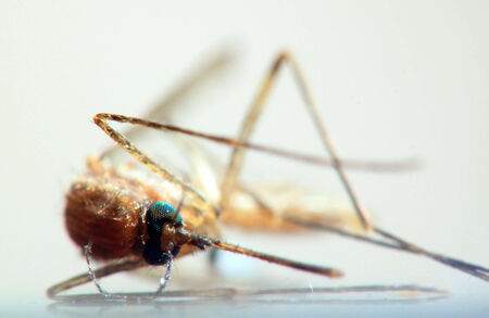 A mosquito lying on a white surface, with extreme closeup. The mosquitoの写真素材