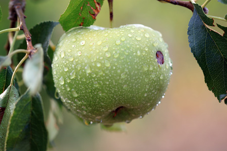 A green apple is hanging from a branch with leaves.The apple is wet with small water droplets.の写真素材