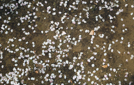 Fallen cherry blossom petals on brown soil.の写真素材