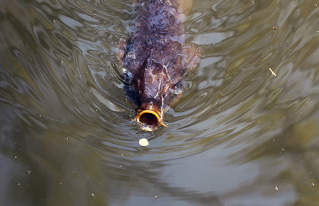 Carp fish gulping a flower petal.の写真素材