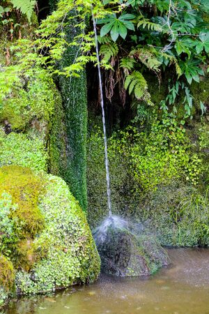 Stream of water in a pond with green fernsの写真素材