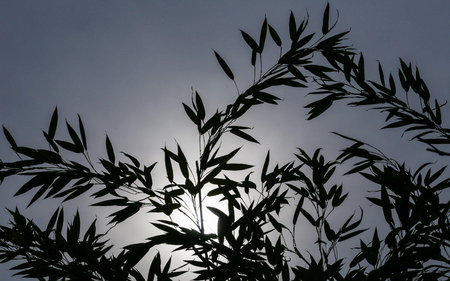 Silhouette of bamboo leaves against the Sunの写真素材