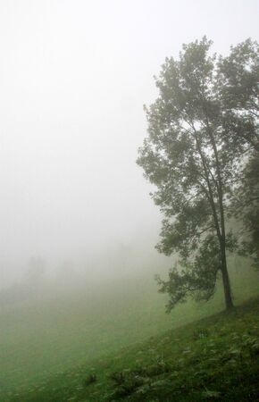 Single tree standing in a misty meadow.の写真素材