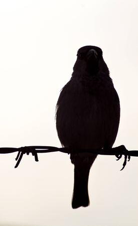 Black bird on a wire with white backgroundの写真素材