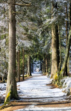 Snowy alley with pine trees at winter.の写真素材