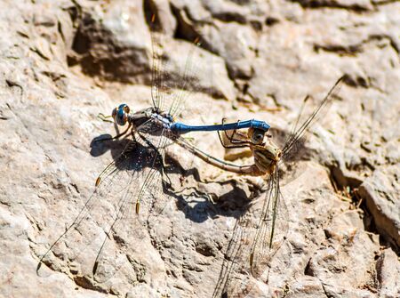 Two mating dragonflies on a rock.の写真素材