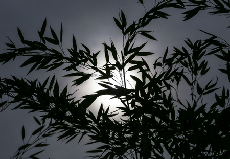 Silhouette of bamboo leaves against the Sunの写真素材