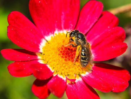 Bee is collecting nectar from a red flower.の写真素材