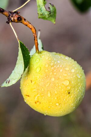 Fresh yellow pear on a branch wet with dew.の写真素材