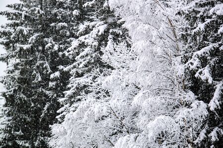 Snowy pine tree branches in the winter.の写真素材