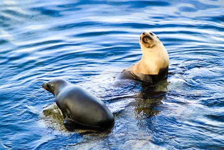 Two wild seals interacting in blue sea water.の写真素材