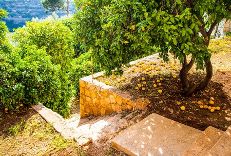 Oranges fall from a tree in the countryside.の写真素材