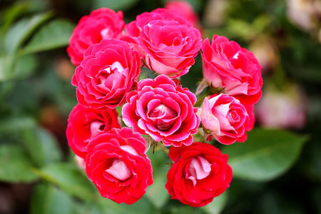 Pink and red roses in a garden.の写真素材