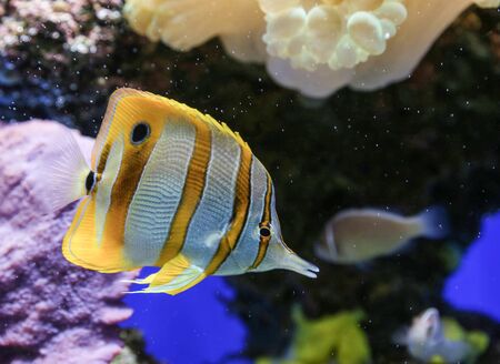 Yellow and white striped fish with sea background.の写真素材