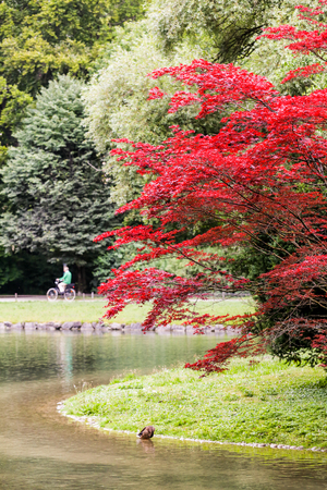 Japanese Red Tree near Eisbach river in Munich, Germany.の写真素材