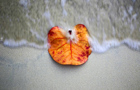 Orange leaf is swept by an incoming wave on a sandy shore.の写真素材